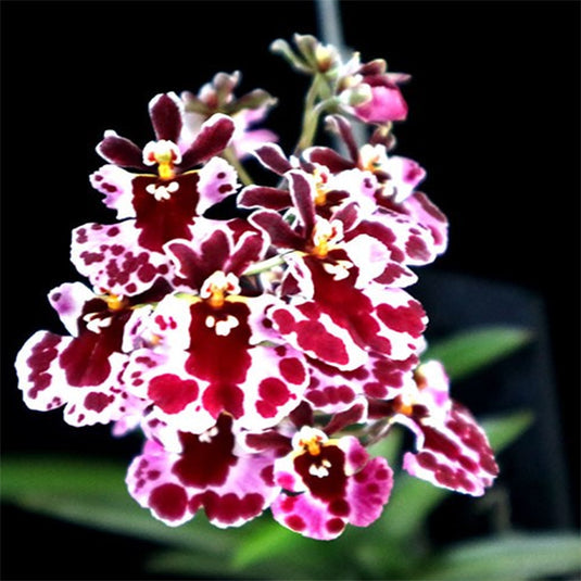 Jairak Firm 'Koromo' SS