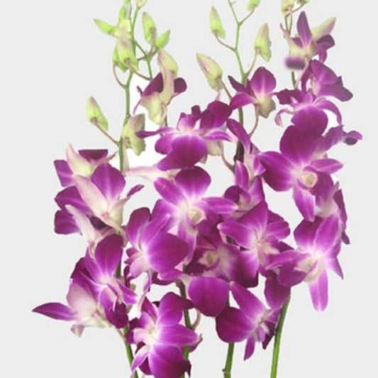 Dendrobium Uthai Purple #215_SS