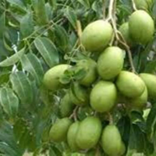 Biliti Amra