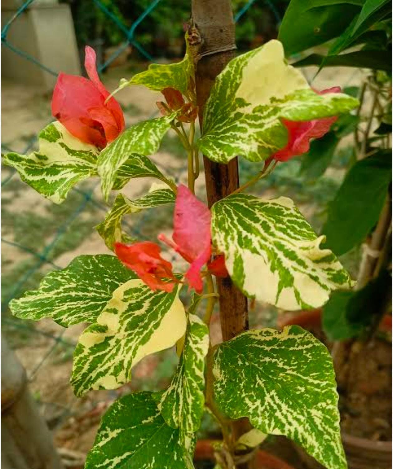 Tiger Marble Orange (Grafted)