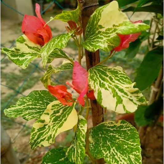 Tiger Marble Orange (Grafted)