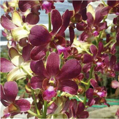 Dendrobium (Sampran Brown x Thongchai Gold)
