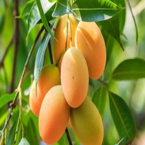 Thai All Time Mango