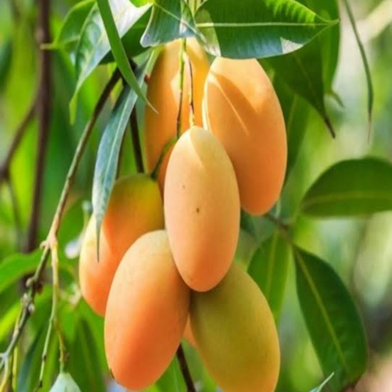 Thai All Time Mango