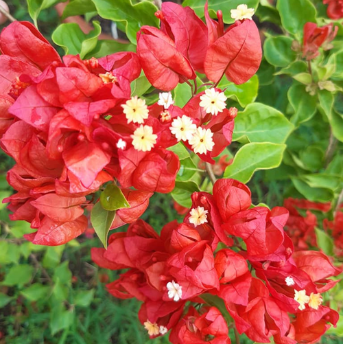 Tanglong Red