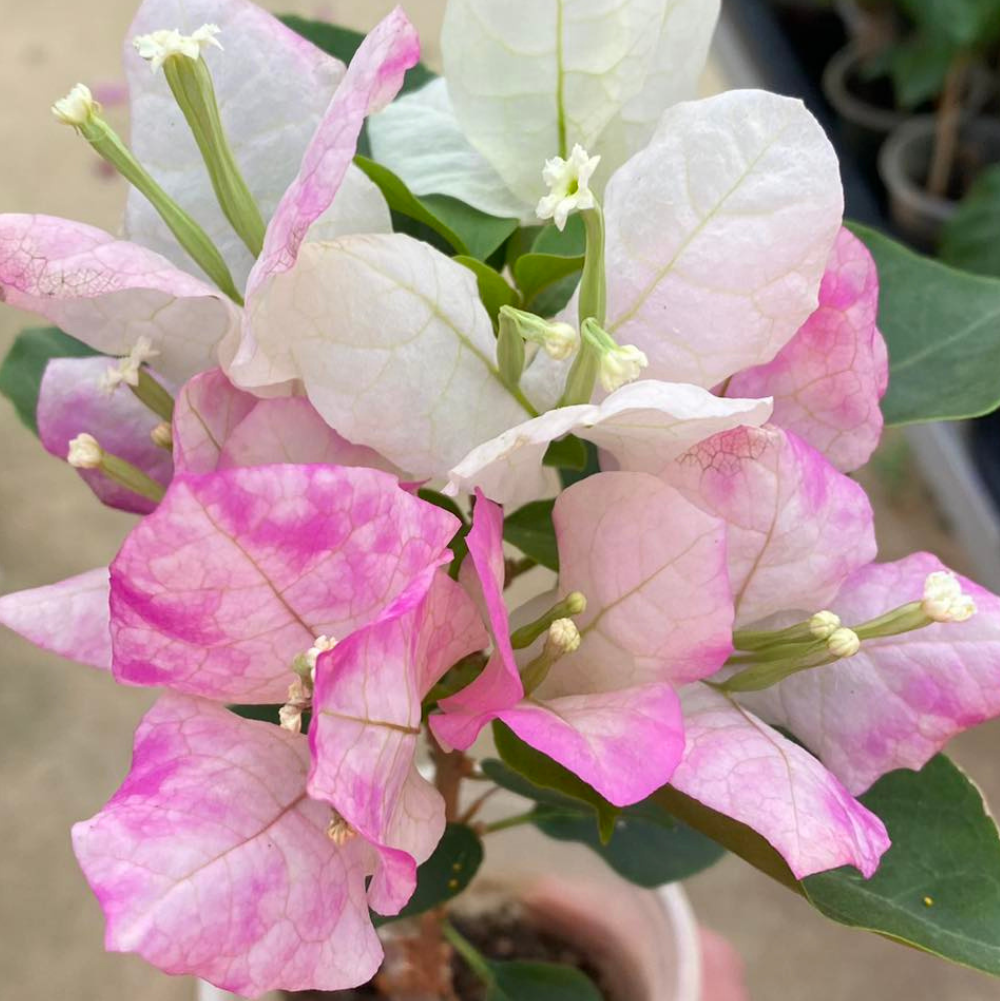 Mary Plamer Special (Rooted)