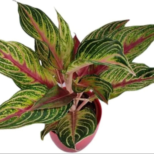Aglaonema Red Panama