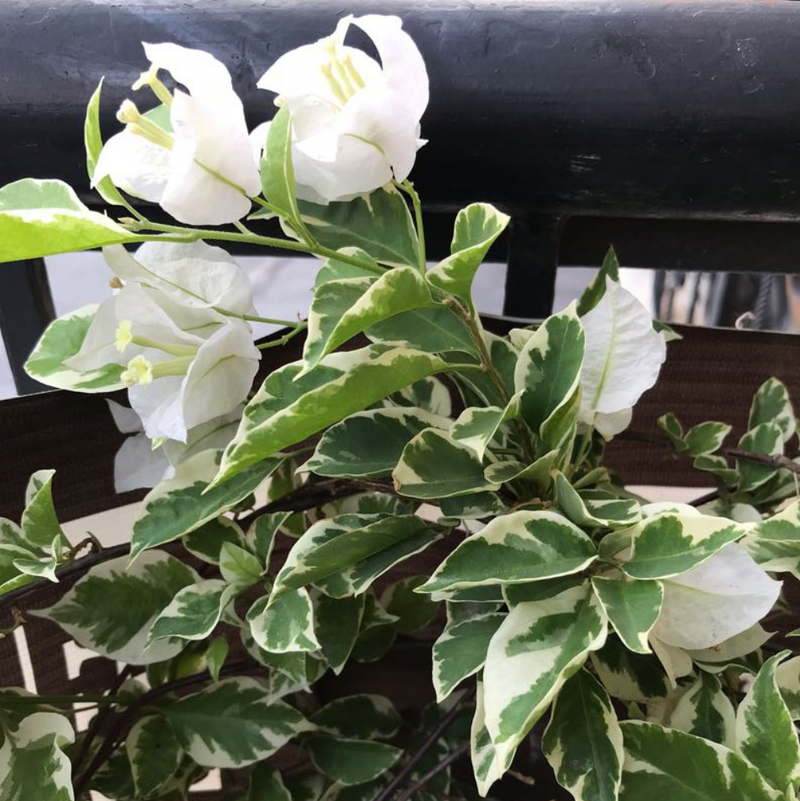 Golden White  x Tricolour