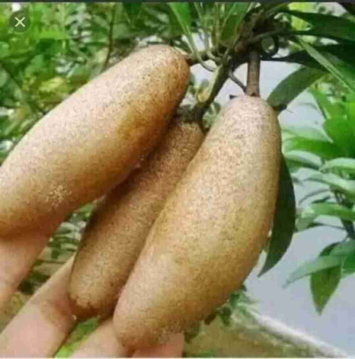Hybrid Safeda (Langcha)