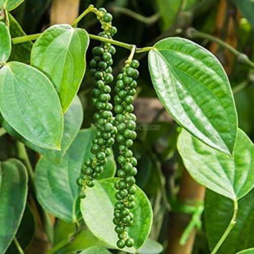 Black Pepper