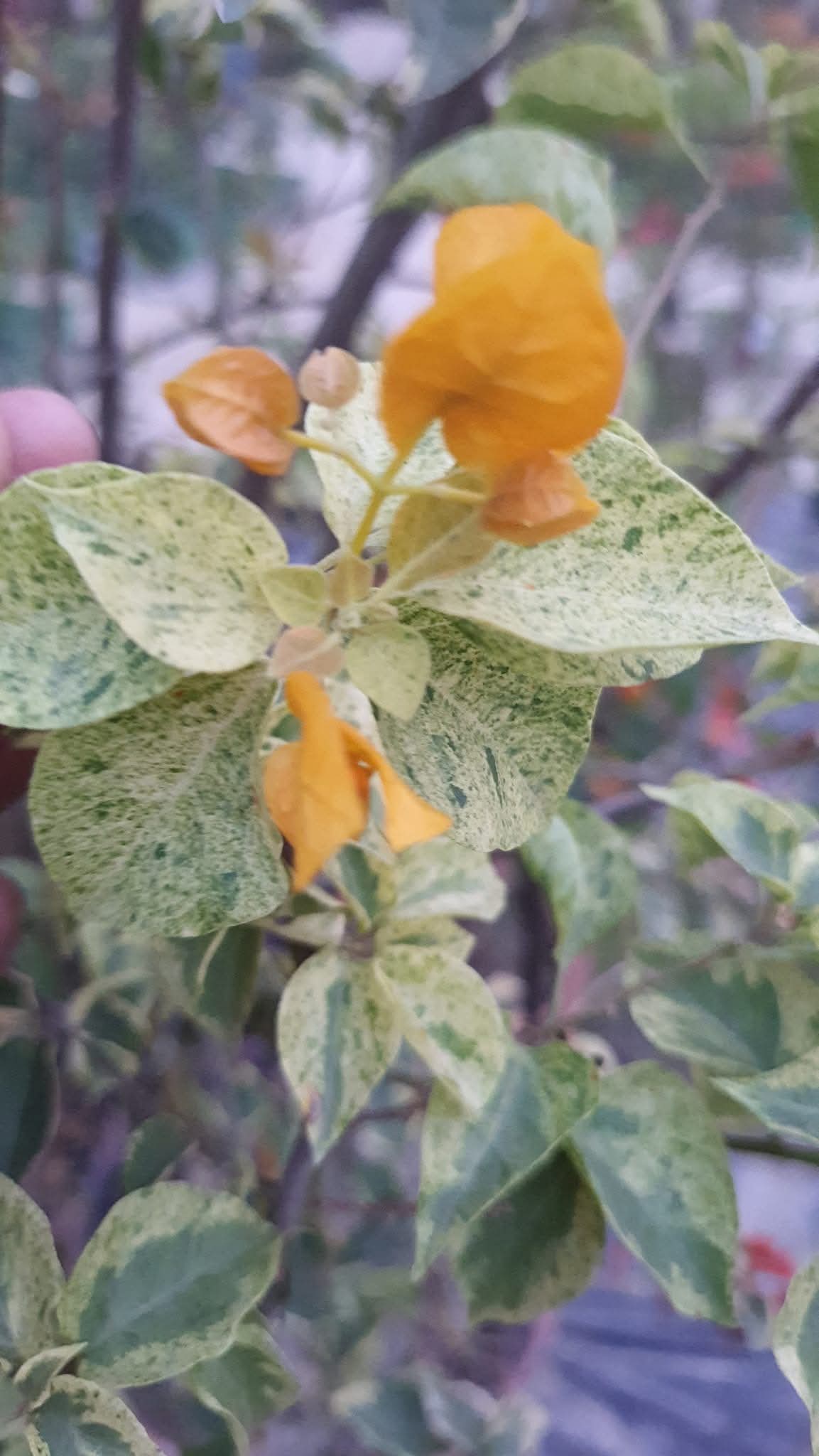 Snow yellow (Grafted)