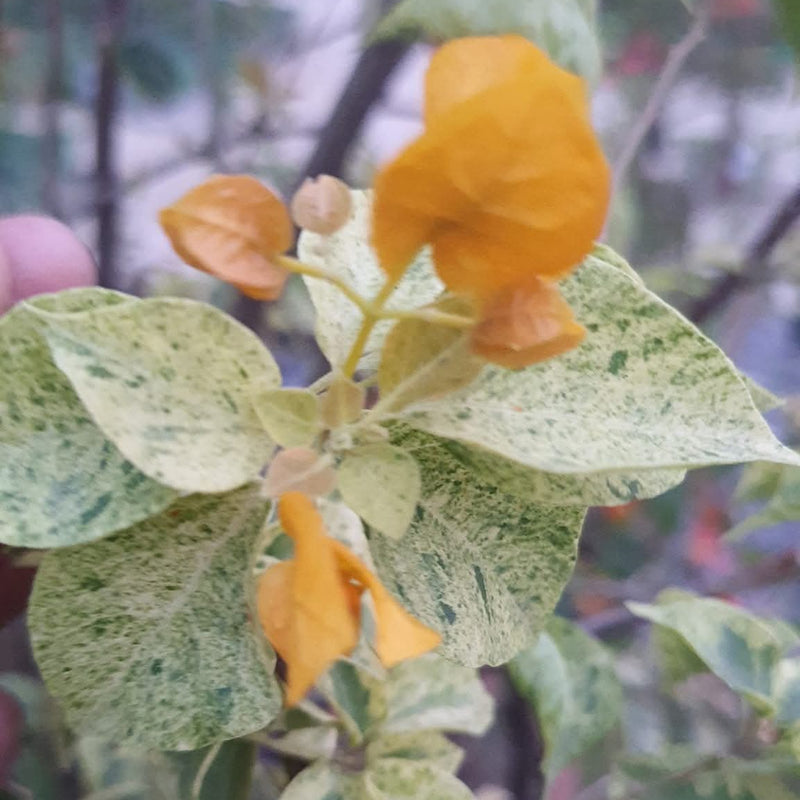 Snow Yellow