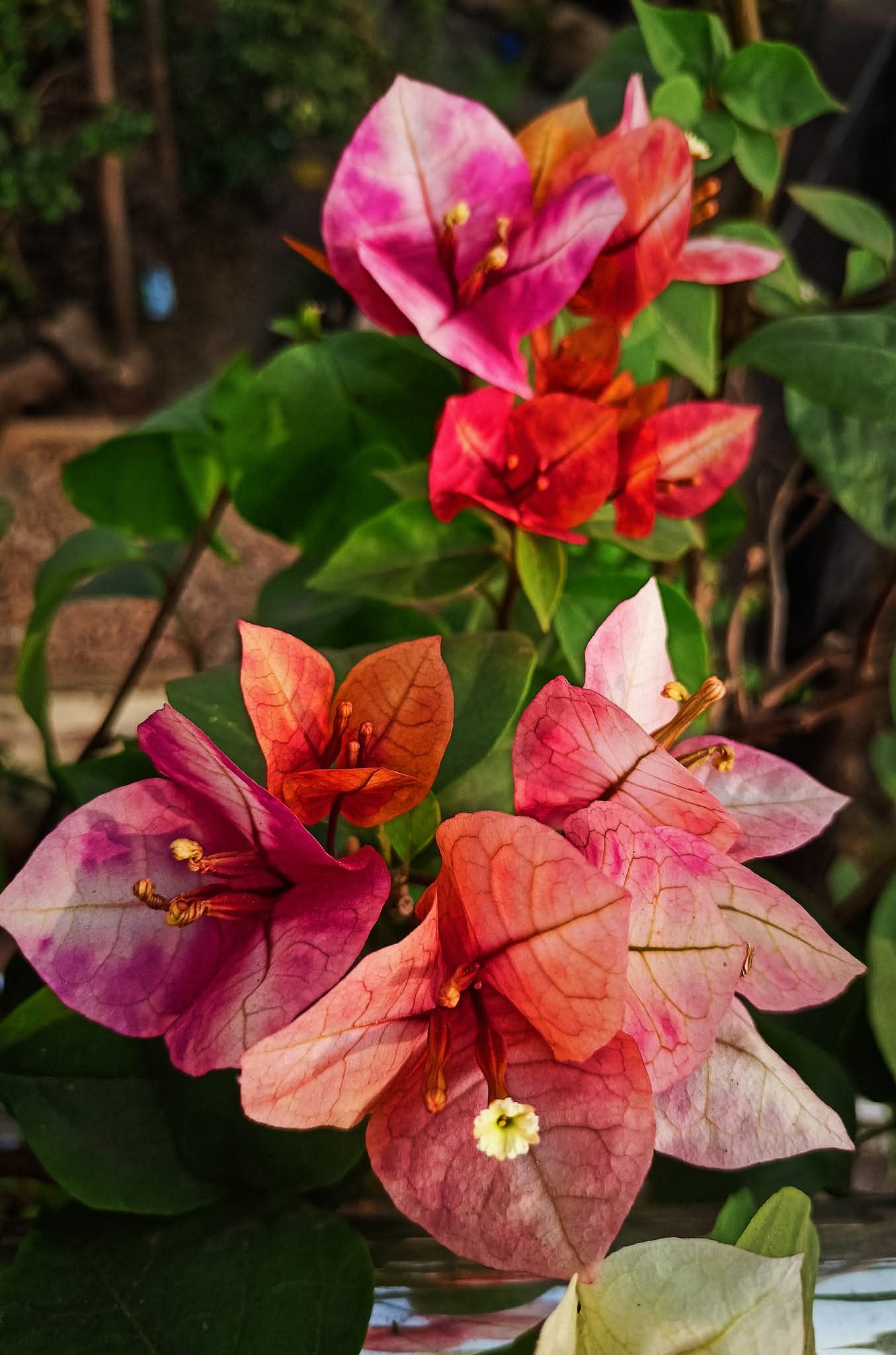 7 Star / Tulangpui (Rooted)