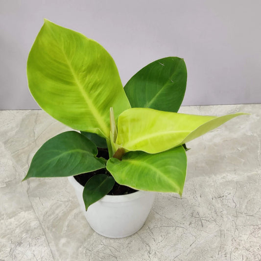 Philodendron Moon Shine