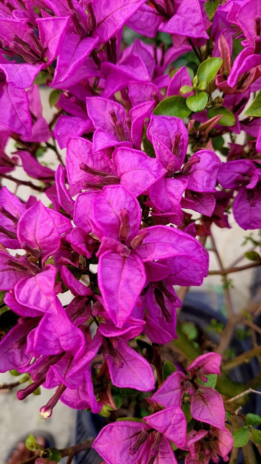 Twisted Purple/ Spiral (Rooted)