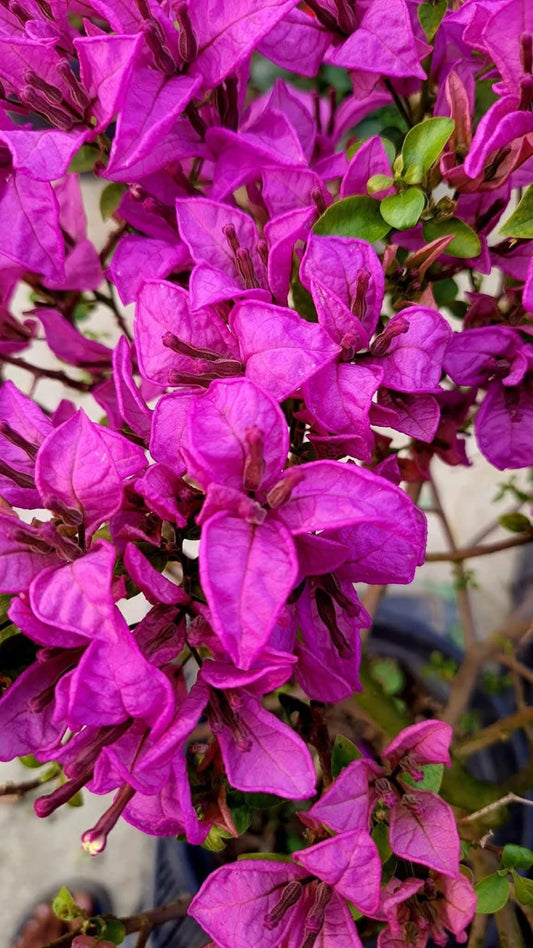 Twisted Purple/ Spiral (Rooted)