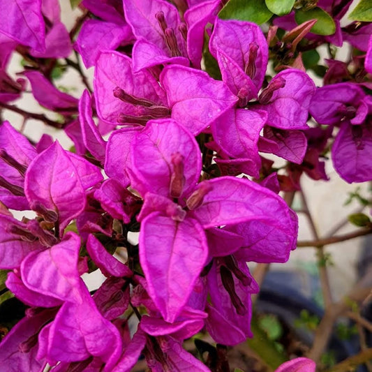 Twisted Purple/ Spiral (Rooted)