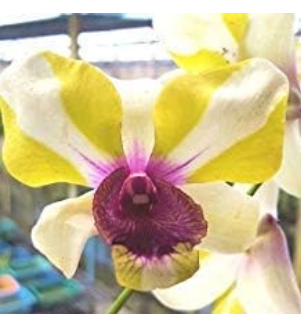 Dendrobium Purple Star