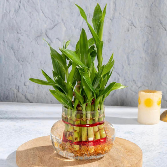 Lucky Bamboo(2 layer)
