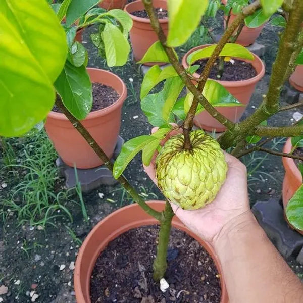 Hybrid Atta (Grafted)