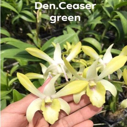 Dendrobium Ceasar Green 'EG'