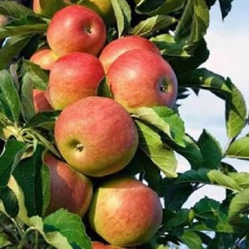 Hariman Sharma 99 Apple