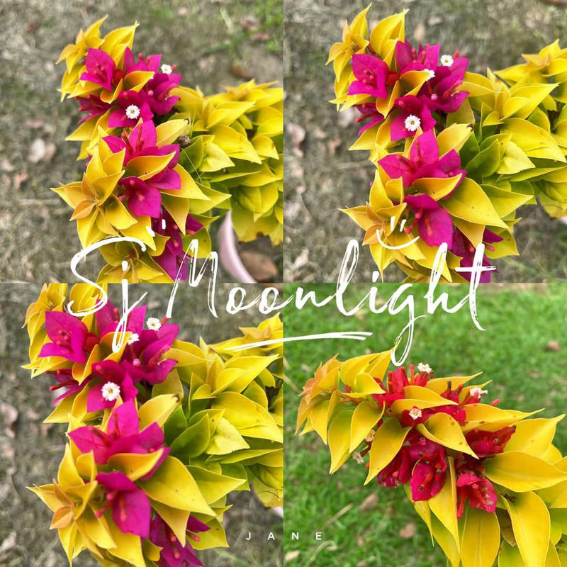 Moonlight Jewel