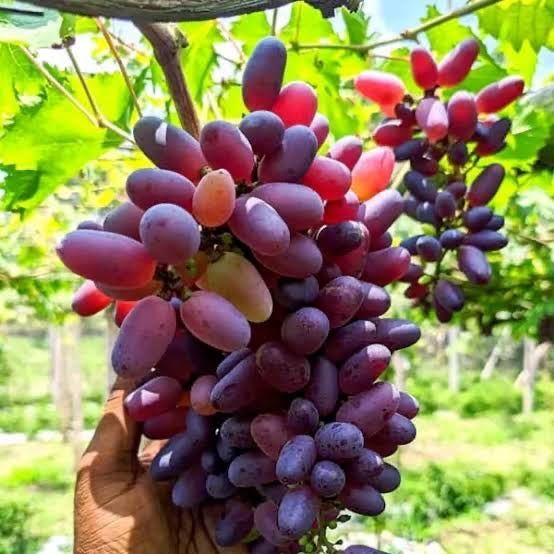 Baikonur Grape Plant