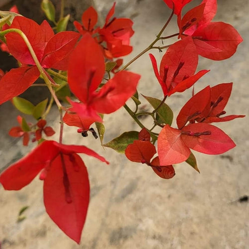 Palekar