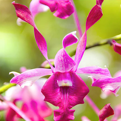 Dendrobium King Cobra X Warawan A-92_SS