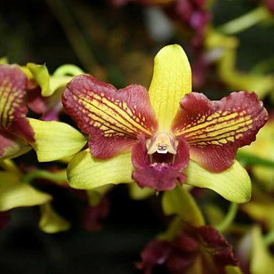 Dendrobium Pretty Doll