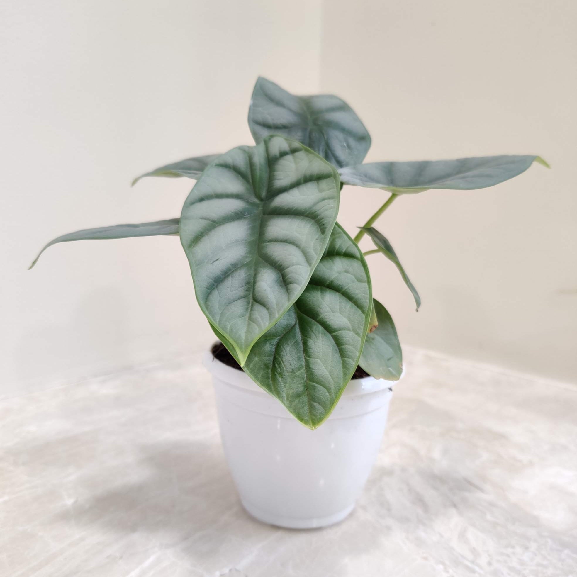 Alocasia Silver Dragon