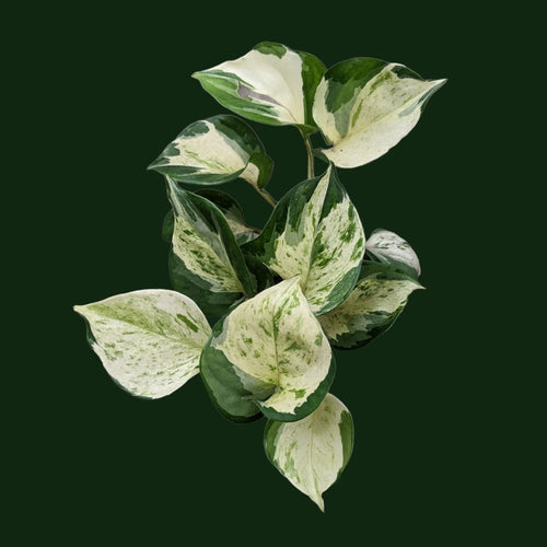 Manjula Money Plant