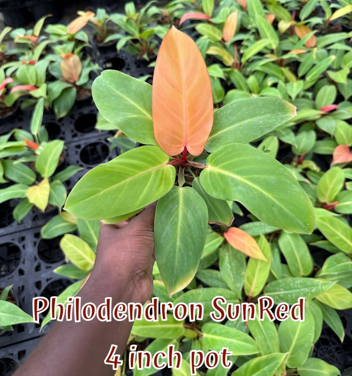 Philodendron Sun Red
