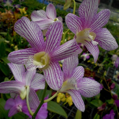 Dendrobium Aridang Green X Burana Stripe #750_SS