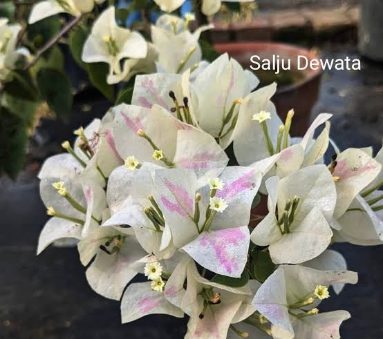 Salju Dewata