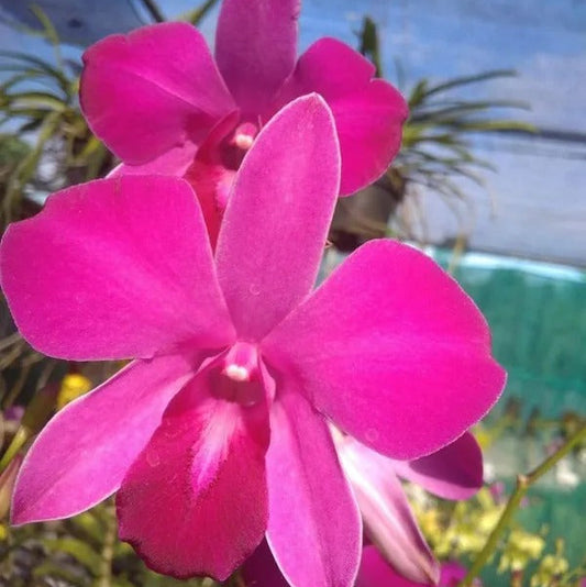 Dendrobium Panjarat Pink