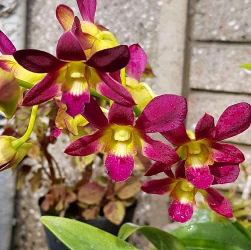 Dendrobium Morning Sun #351_SS
