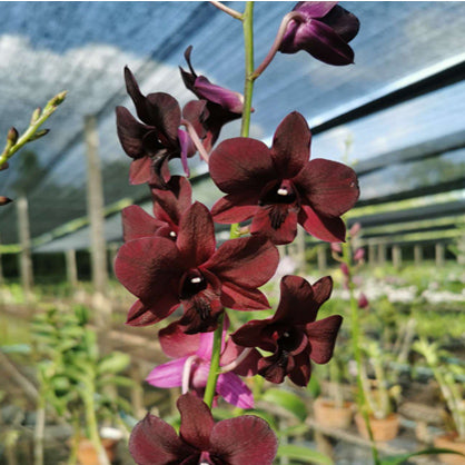 Dendrobium (Bom x Udomsri ) x Jac Concert var.Kanjana