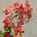 Thai Chitra (Rooted)