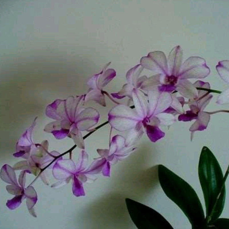 Dendrobium Nopporn Pink #1598_SS