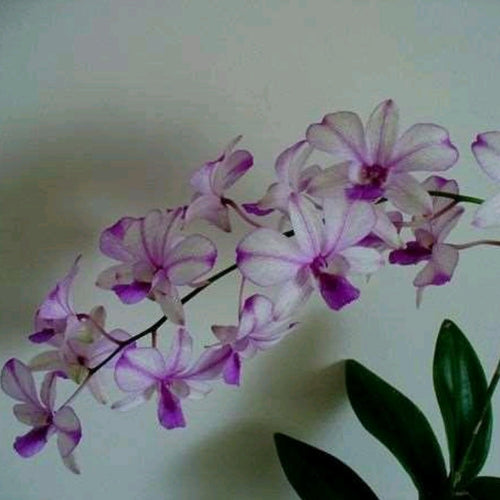 Dendrobium Nopporn Pink #1598_SS