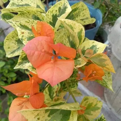 Snow Orange(rooted)