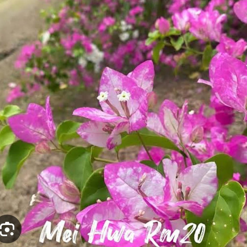 Mehui