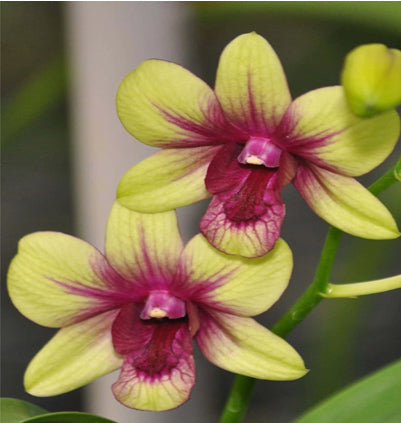 Dendrobium (Boonchu Gold x Burana Green Star)