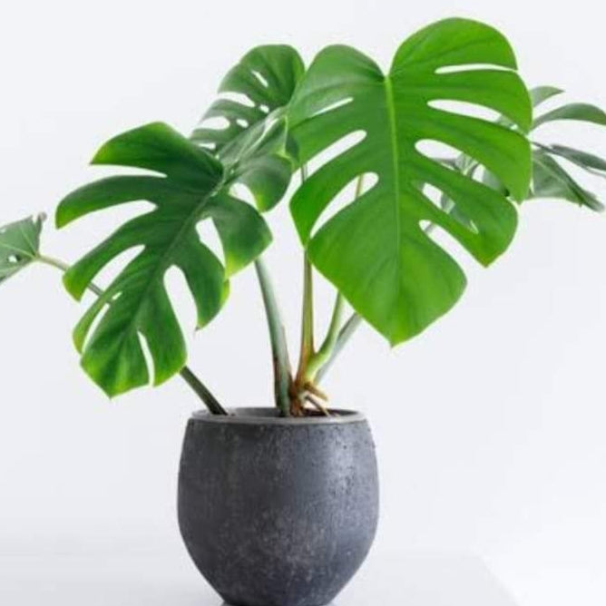 Monstera Delisioca