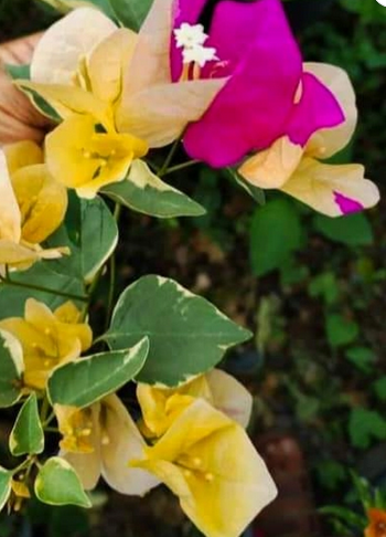 Emas Perak Yellow Mix (Grafted)