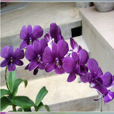 Dendrobium Mana Blue