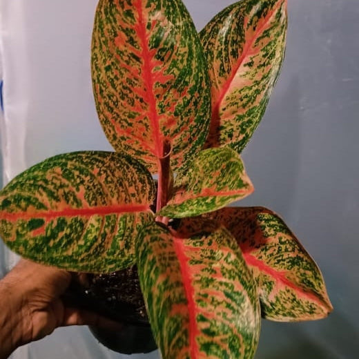 aglaonema widuri Aglaonema Red Widuri – GO GREEN
