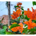 Chilli Orange (Rooted)